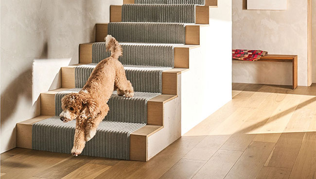 Dog running on Stairs carpet | Sotheby Floors